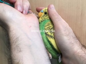 Wellensittiche Medikamente geben