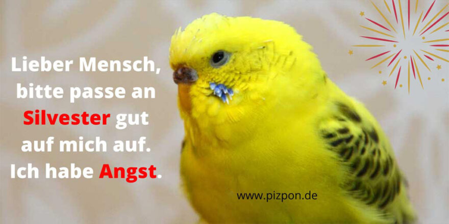 Wellensittiche Silvester. Im Bild: ein gelber Wellensittich mit dem Text Lieber Mensch, bitte passe an Silvester gut auf mich auf. Ich habe Angst.