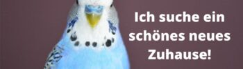 Vermittlung von Wellensittichen. Im Bild: ein blauer Wellensittich und daneben der Text Ich suche ein schönes neues Zuhause